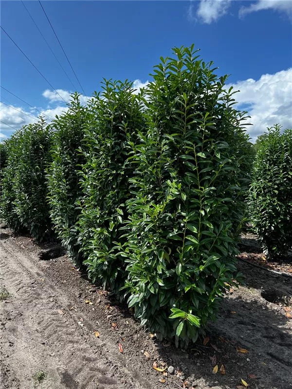 Prunus lauroc.'Genolia' -R-