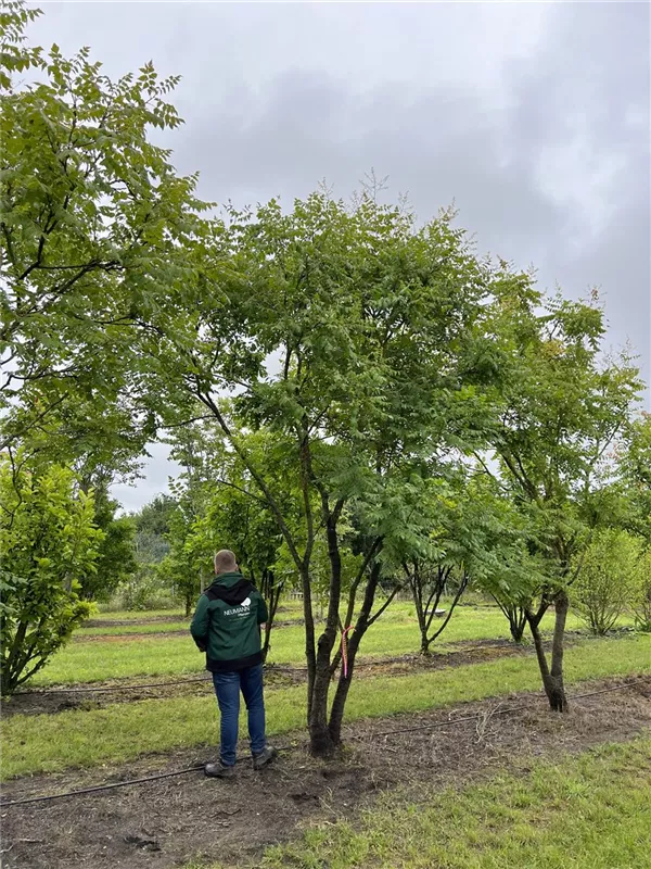 Koelreuteria paniculata