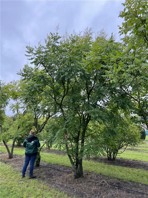 Koelreuteria paniculata