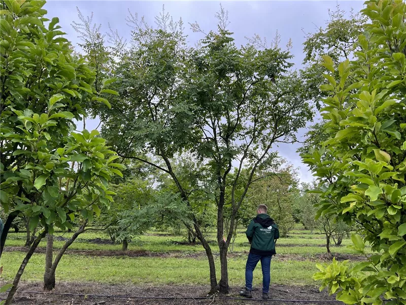 Koelreuteria paniculata