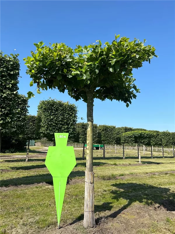 Platanus hispanica