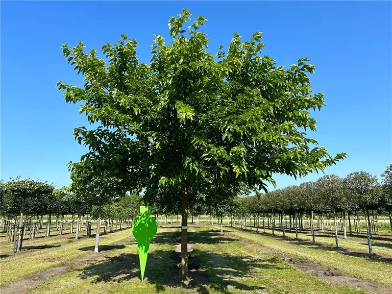 Morus alba