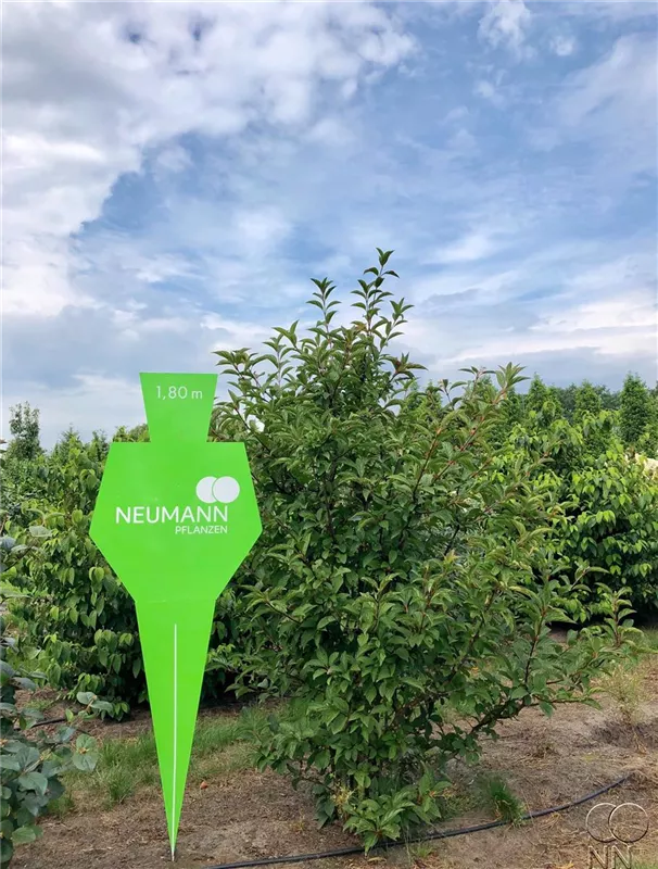 Viburnum bodnantense 'Dawn'