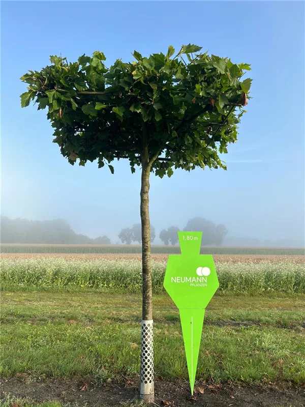 Platanus hispanica