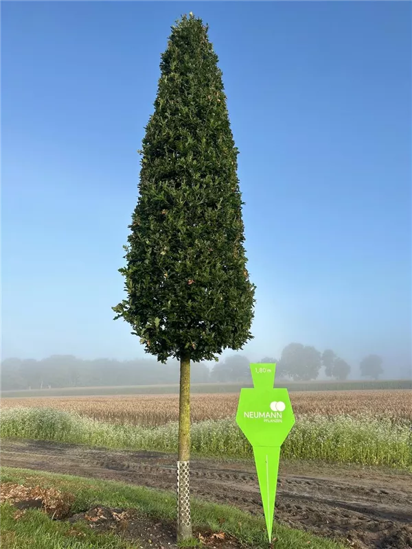 Quercus petraea 'Fastigiata'