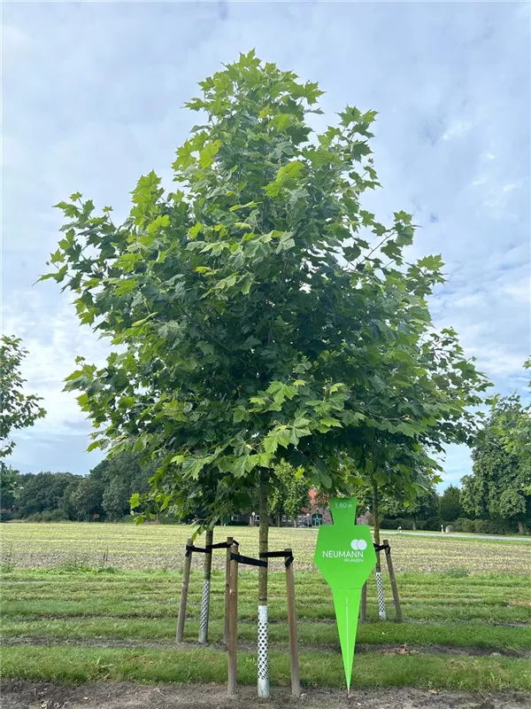 Platanus hispanica
