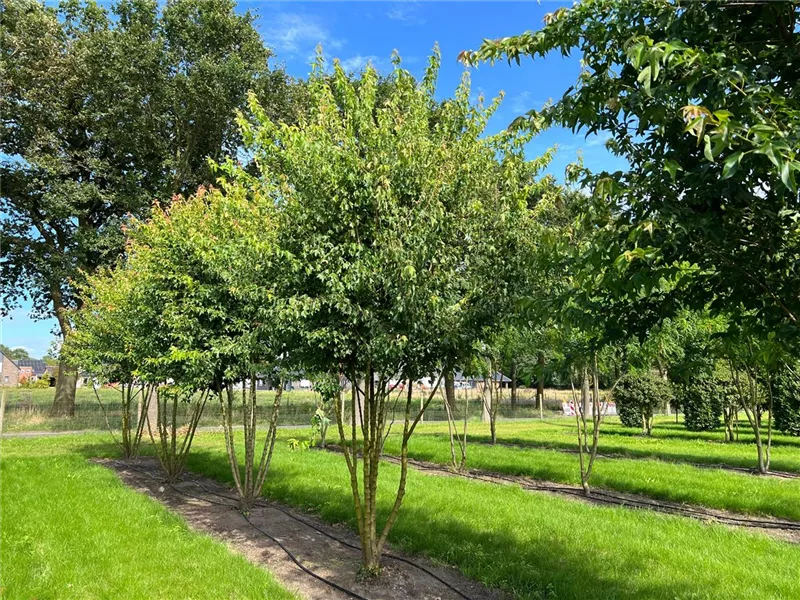 Acer buergerianum