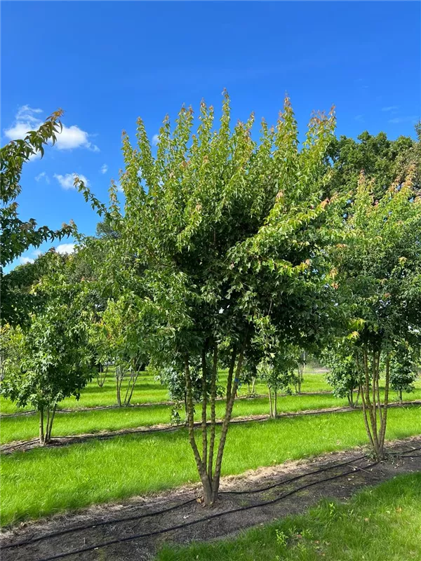 Acer buergerianum