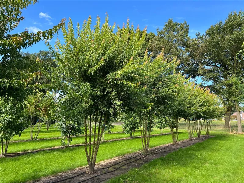 Acer buergerianum