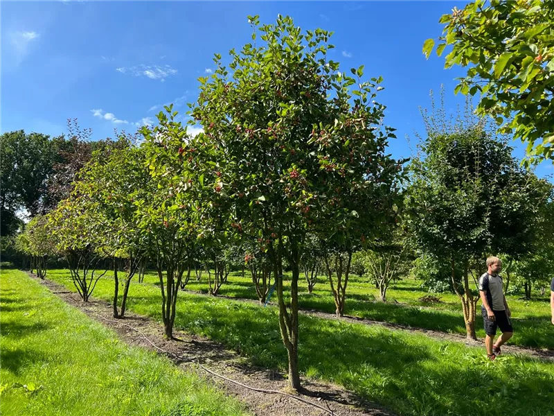 Crataegus coccinea