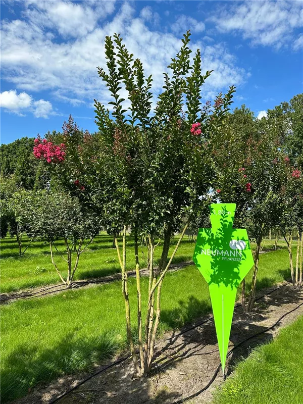 Lagerstroemia indica 'Tuscarora'