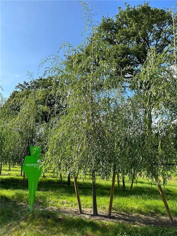 Salix alba 'Tristis'