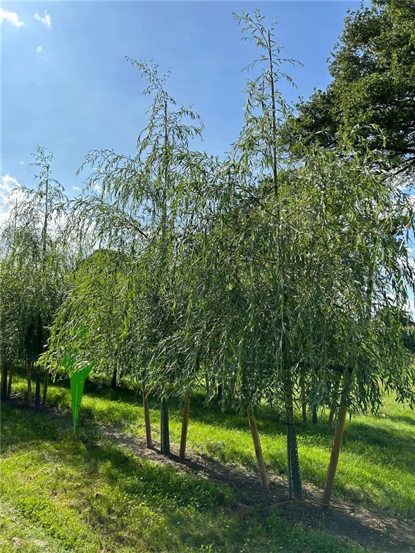 Salix alba 'Tristis'