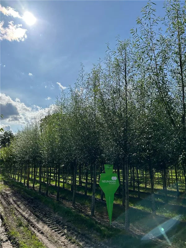 Salix alba 'Liempde'