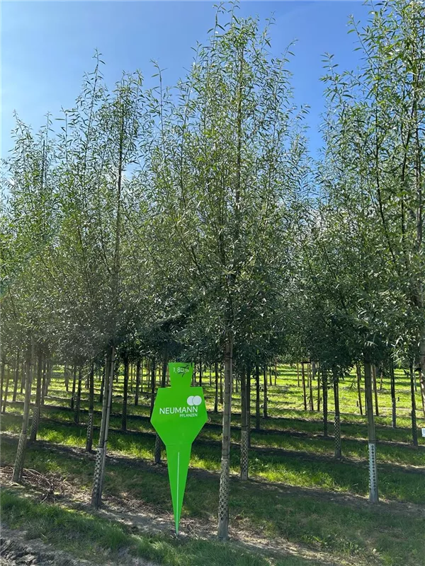 Salix alba 'Liempde'