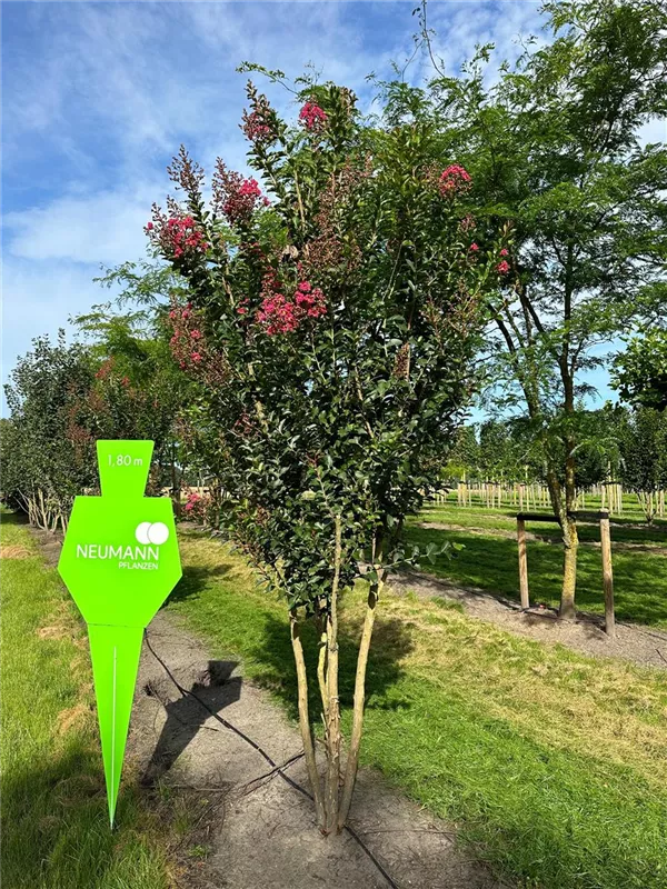 Lagerstroemia indica 'Tuscarora'