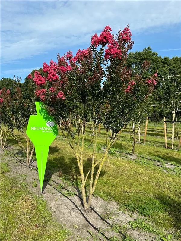 Lagerstroemia indica 'Maité Red'