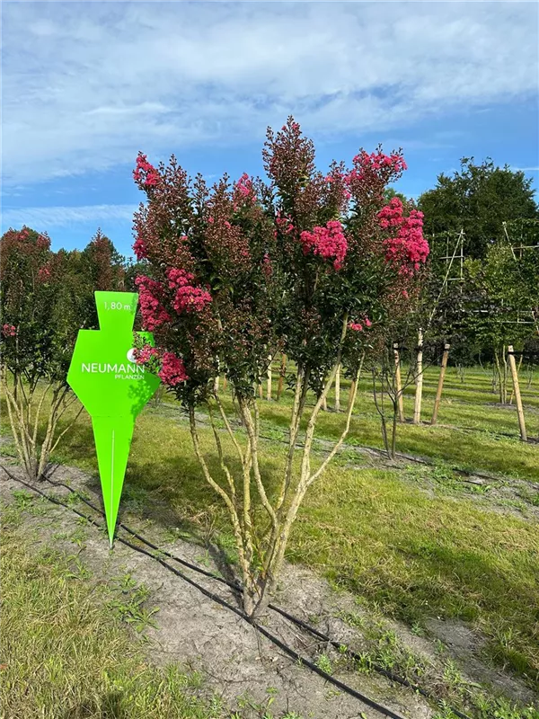 Lagerstroemia indica 'Maité Red'