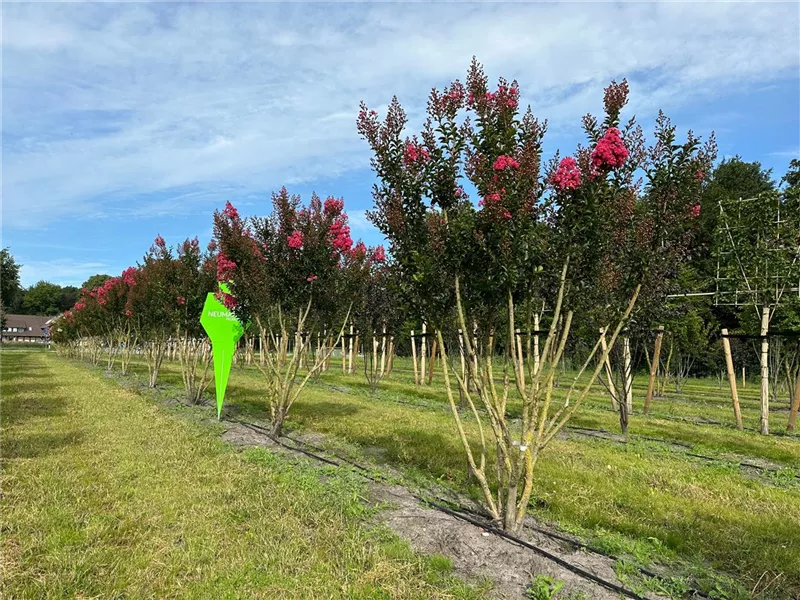Lagerstroemia indica 'Maité Red'