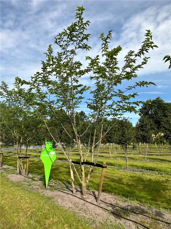 Morus alba 'Fruitless'