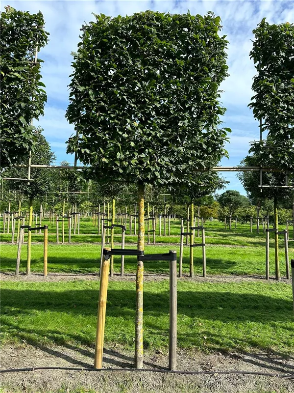 Carpinus betulus