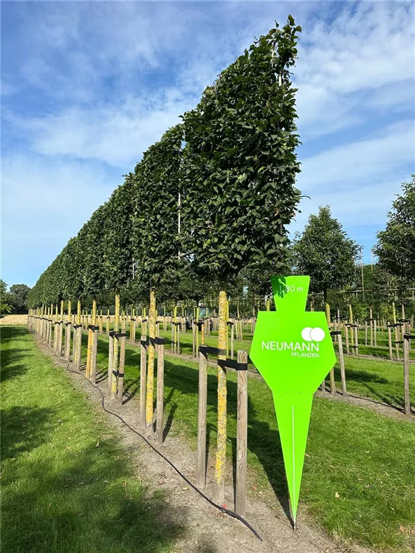 Carpinus betulus