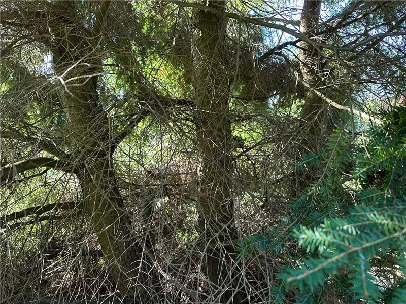 Tsuga canadensis
