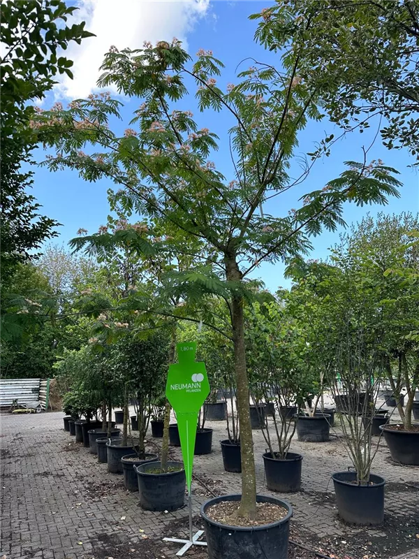 Albizia julibrissin 'Ombrella'