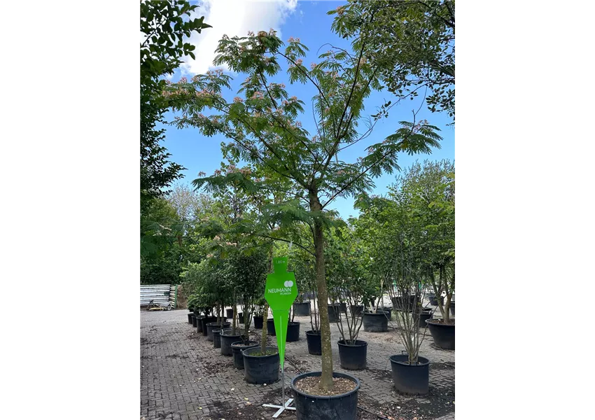 Seidenbaum 'Ombrella'