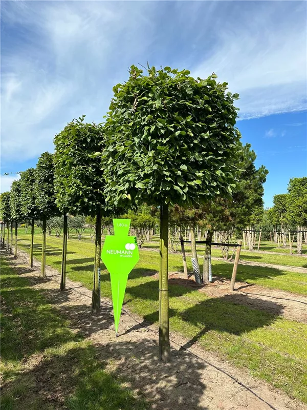 Carpinus betulus