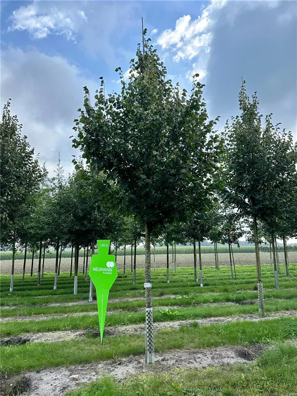 Tilia cordata 'Greenspire'