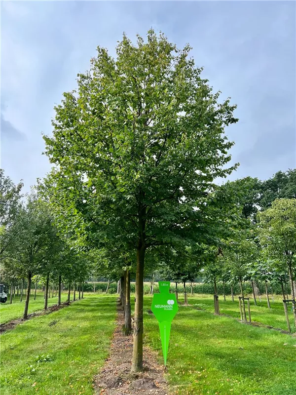 Tilia cordata 'Greenspire'