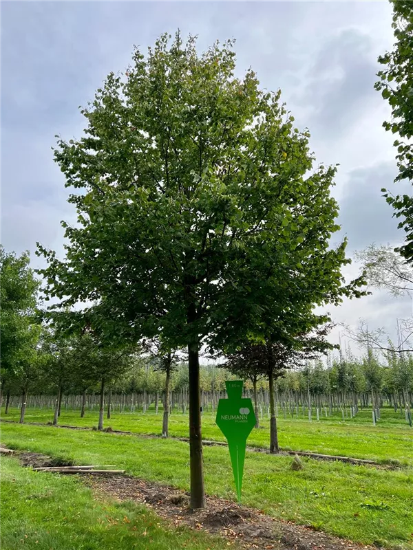 Tilia cordata 'Greenspire'