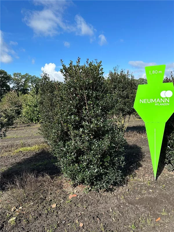 Osmanthus heterophyllus 'Purpureus'