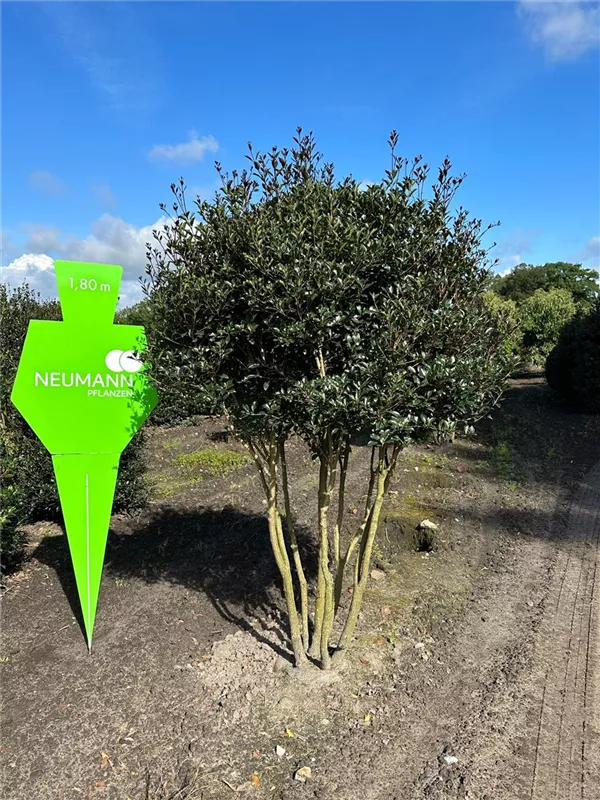 Osmanthus heterophyllus 'Purpureus'