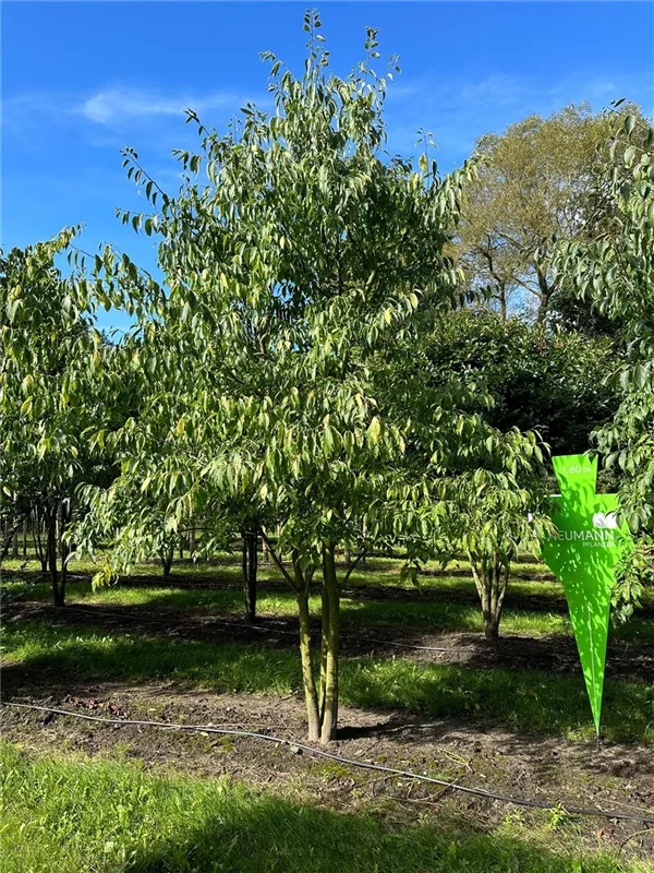 Celtis australis