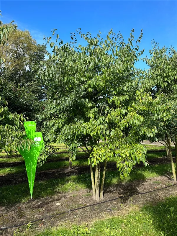 Celtis australis