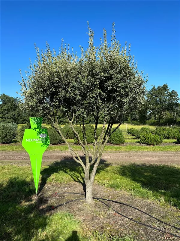 Quercus ilex