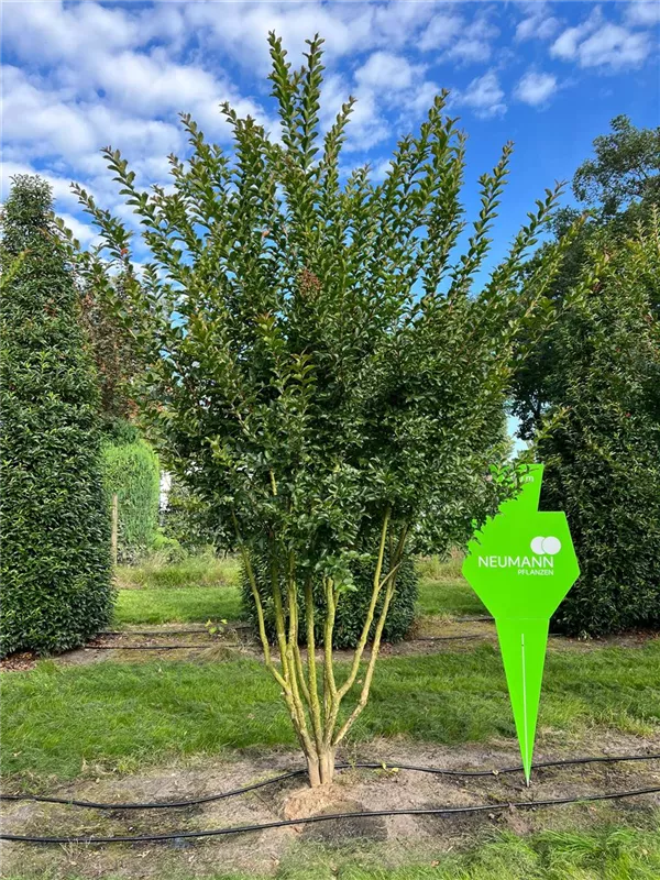 Lagerstroemia indica 'Maité Red'