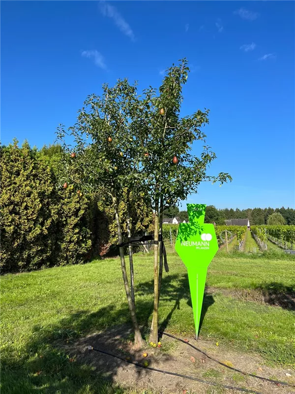 Pyrus com.'Williams Christbirne' CAC