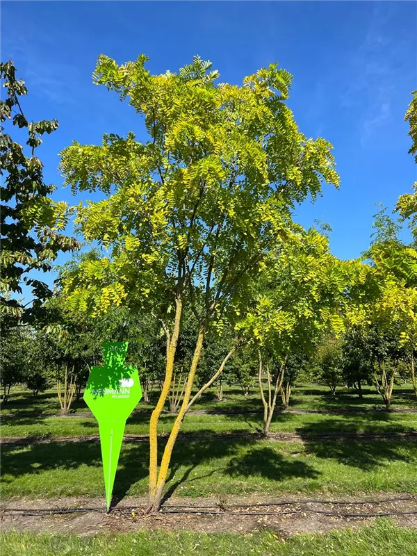 Robinia pseudoac.'Frisia'