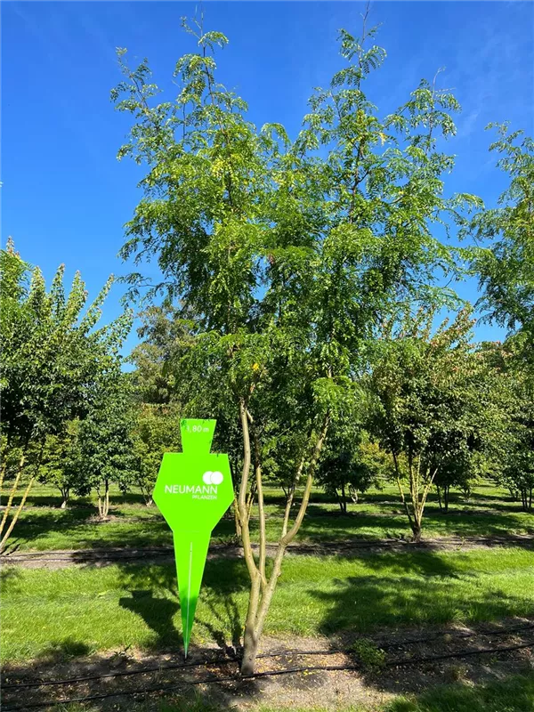Gleditsia triacanthos 'Skyline'