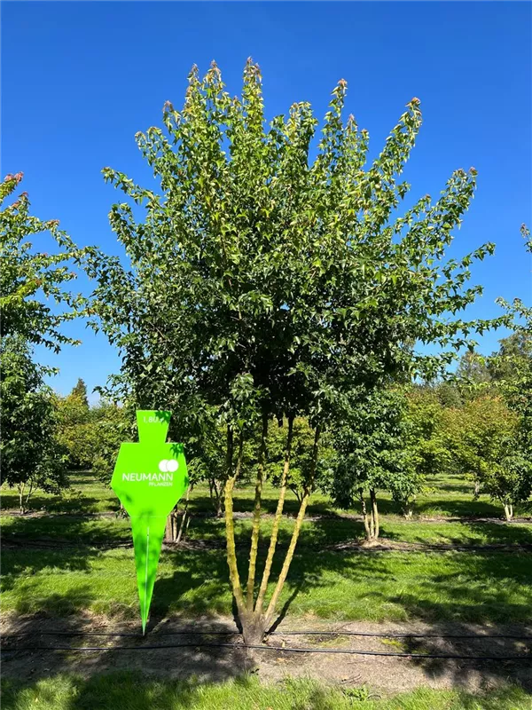 Acer buergerianum