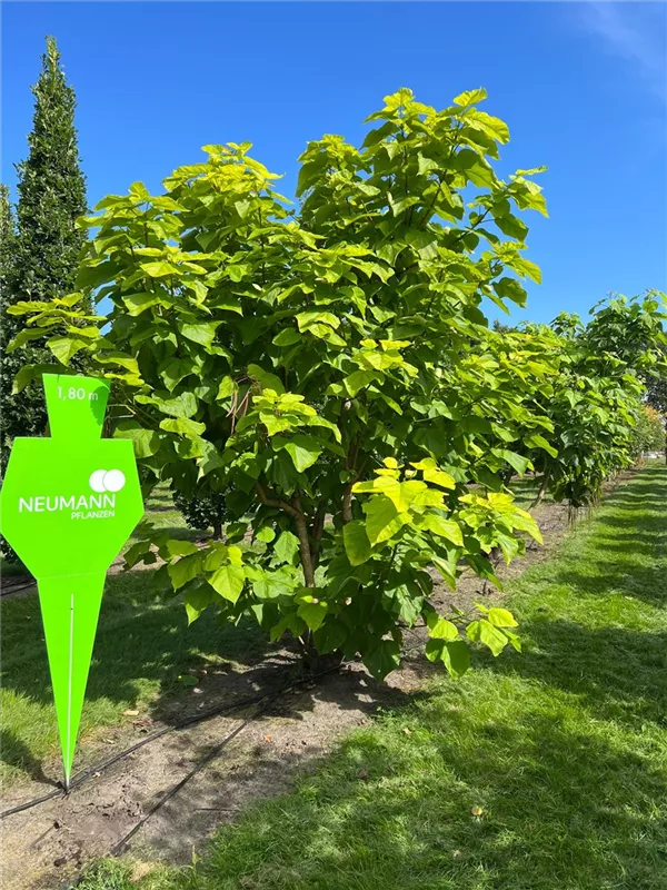Catalpa bignonioides 'Aurea'