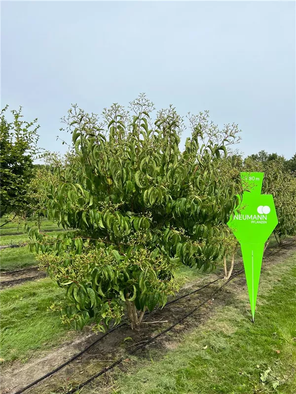 Heptacodium miconioides