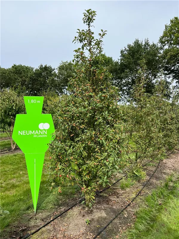 Malus 'Evereste' -R-