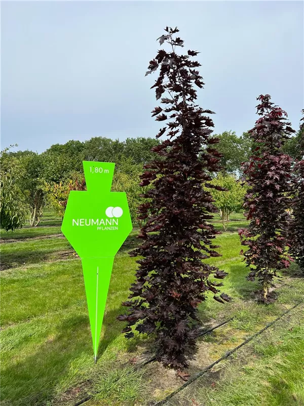 Acer platanoides 'Crimson Sentry'