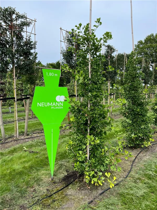 Ginkgo biloba 'Fastigiata Blagon' -R-