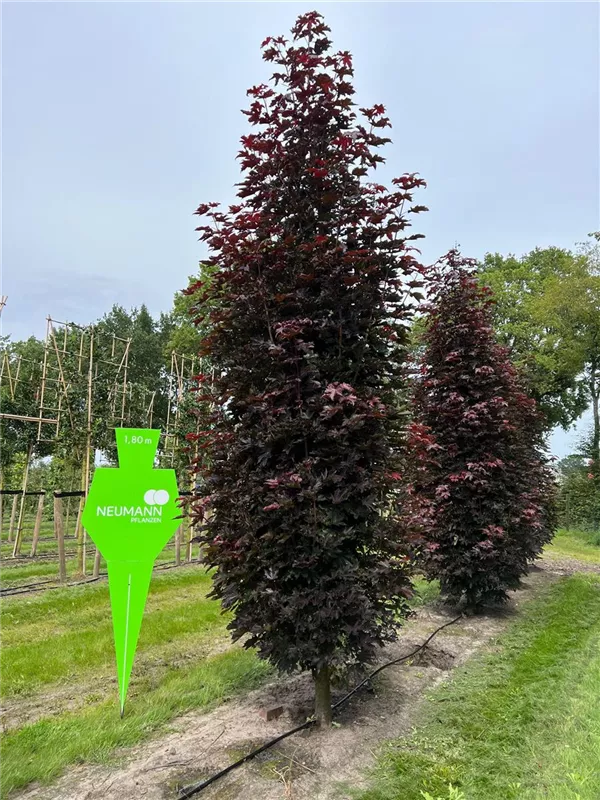 Acer platanoides 'Crimson Sentry'