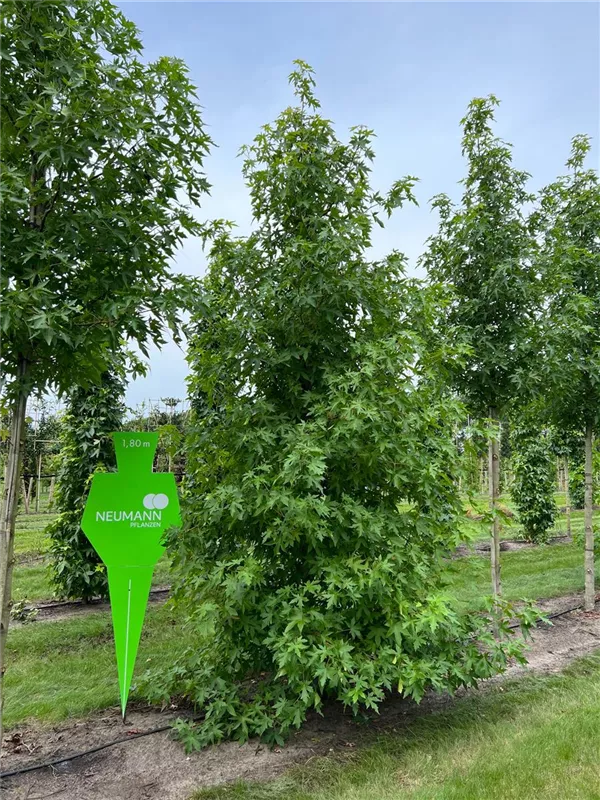 Liquidambar styraciflua 'Worplesdon'
